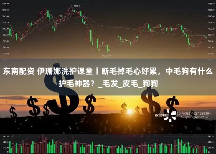 东南配资 伊珊娜洗护课堂丨断毛掉毛心好累，中毛狗有什么护毛神器？_毛发_皮毛_狗狗
