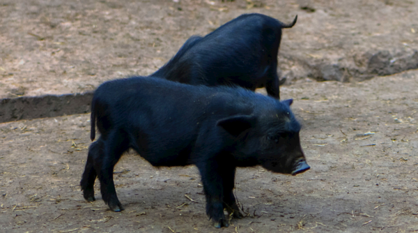 翼牛网 安徽一高校里小黑猪 “越狱” 啦！真相原来是这样​