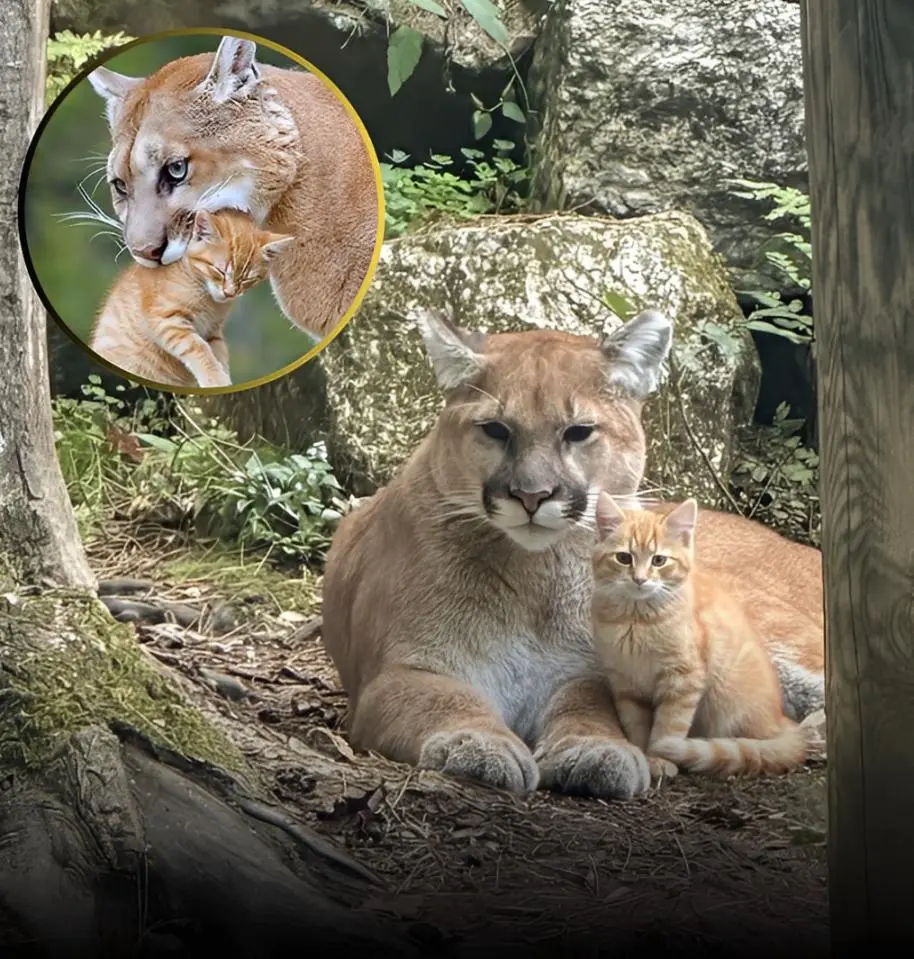 万店优配 美国加州一只美洲狮收养了橘猫？真的假的？母狮倒是曾收养过花豹
